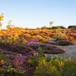 Sun-drenched heathland with purple and amber blooms for Heather's Holistic Haven's jewelry, prints, and products supporting Haven Hacks for Humanity.