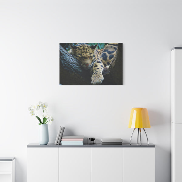 Jungle Majesty - Leopard's Repose - Eco-Friendly Canvas Print