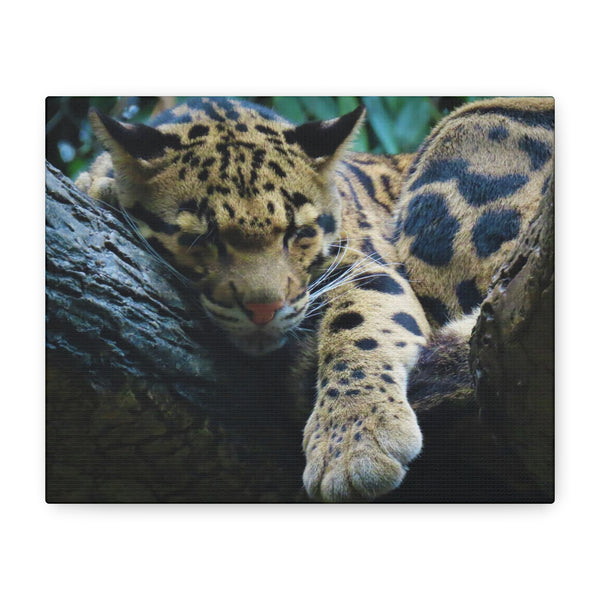 Jungle Majesty - Leopard's Repose - Eco-Friendly Canvas Print