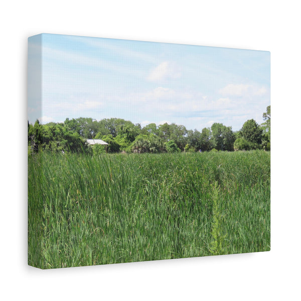 Memory Lane - Pinckney Island Nature Canvas Print