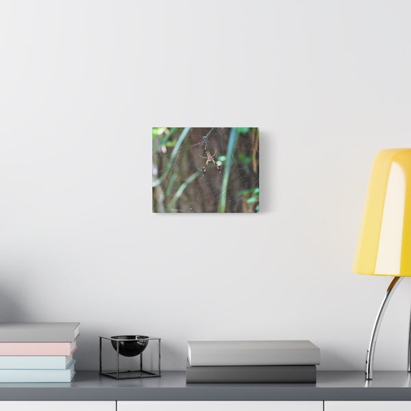 Coastal Weaver - Georgia Banana Spider Canvas Print