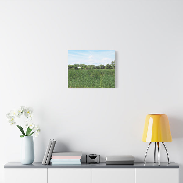 Memory Lane - Pinckney Island Nature Canvas Print