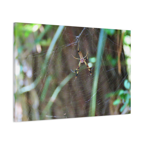 Coastal Weaver - Georgia Banana Spider Canvas Print