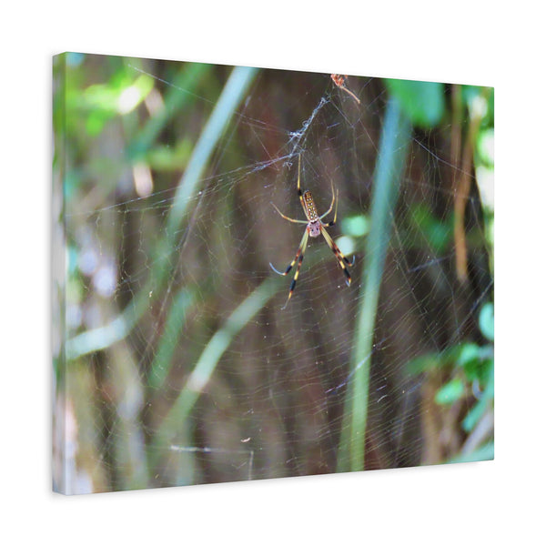 Coastal Weaver - Georgia Banana Spider Canvas Print