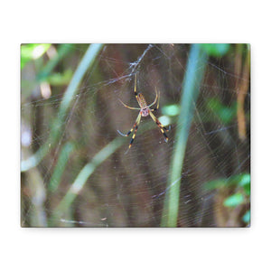 Coastal Weaver - Georgia Banana Spider Canvas Print